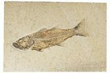 Uncommon Fish Fossil (Mioplosus) - Wyoming #198393-1